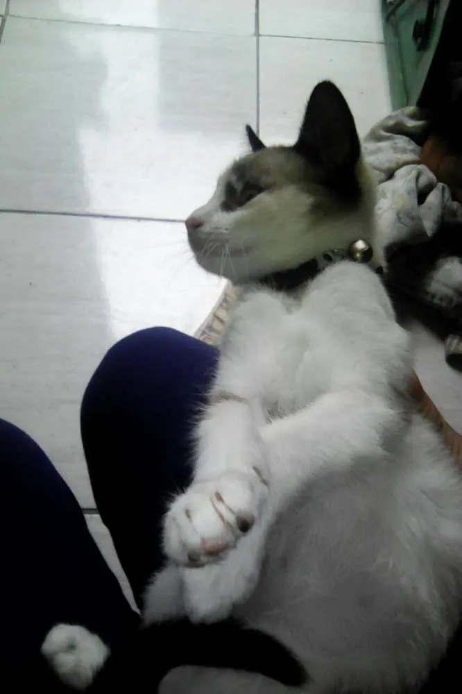 Gato raça Sem Raça Definida idade 2 a 6 meses nome Luna