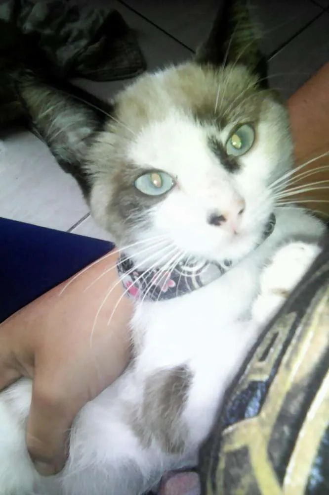 Gato raça Sem Raça Definida idade 2 a 6 meses nome Luna