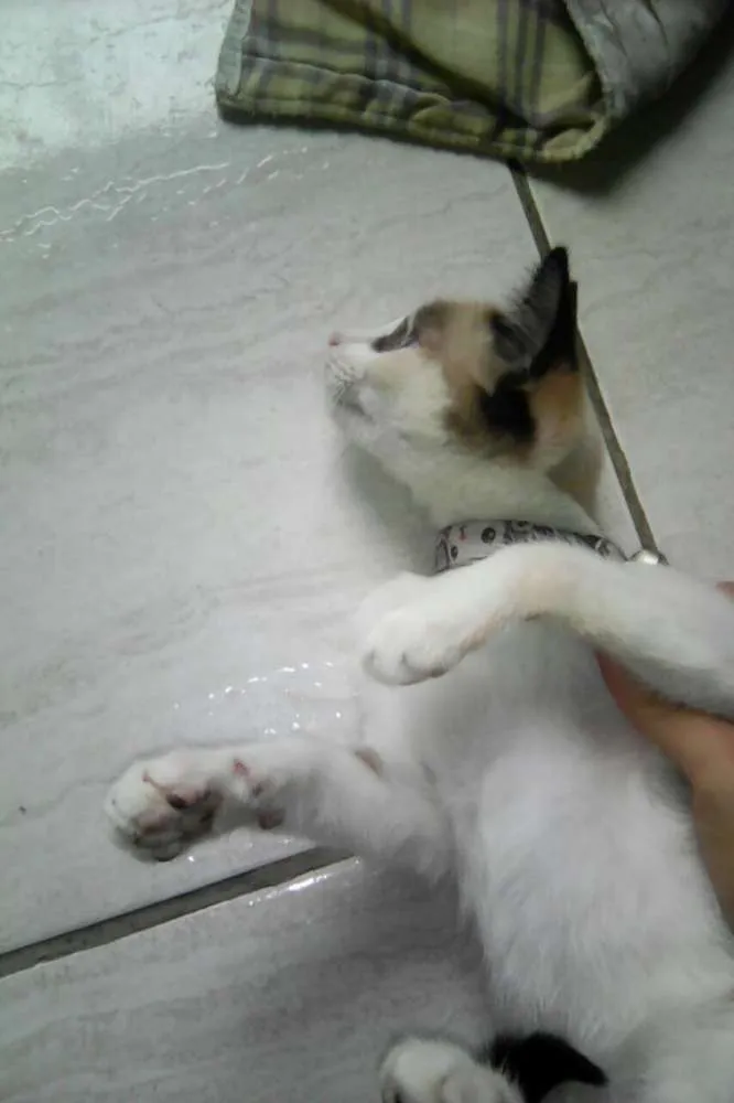 Gato raça Sem Raça Definida idade 2 a 6 meses nome Luna