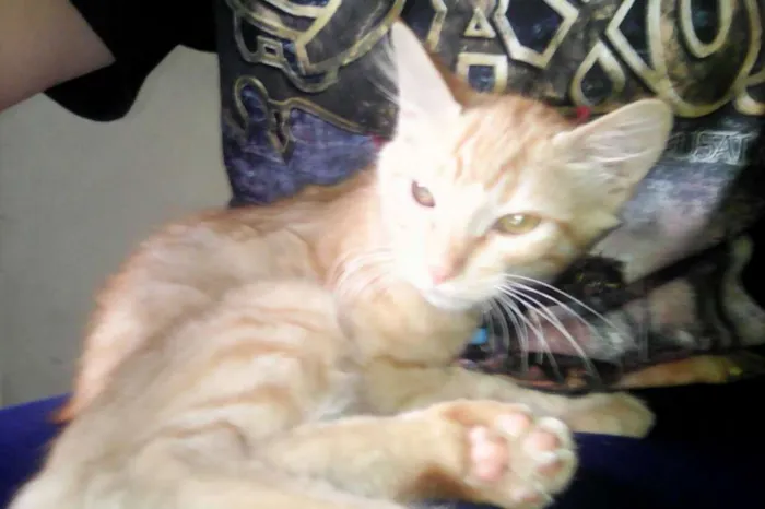 Gato raça Sem Raça Definida idade 2 a 6 meses nome Thor