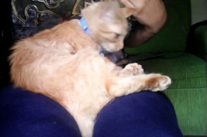 Gato raça Sem Raça Definida idade 2 a 6 meses nome Thor