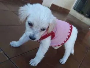 Cachorro raça "ViraLata" idade Abaixo de 2 meses nome ..40dias..