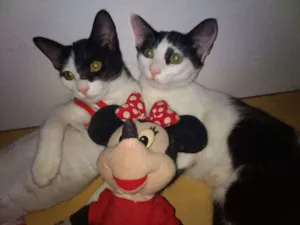 Gato raça srd idade 2 a 6 meses nome Paula e Paloma
