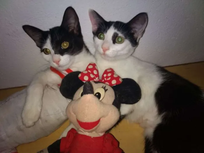 Gato ra a srd idade 2 a 6 meses nome Paula e Paloma