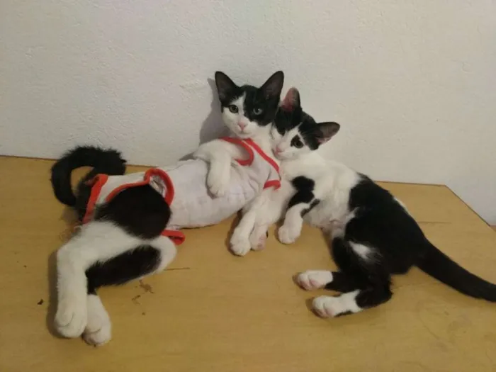 Gato ra a srd idade 2 a 6 meses nome Paula e Paloma