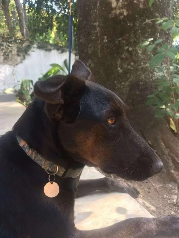 Cachorro ra a srd idade 2 anos nome Tobi