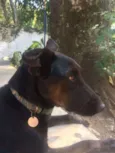 Tobi