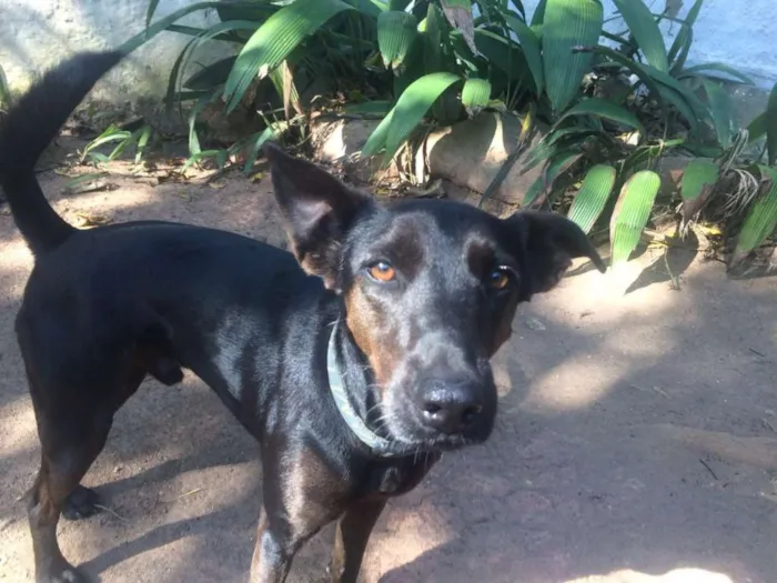 Cachorro ra a srd idade 2 anos nome Tobi