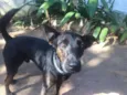 Tobi