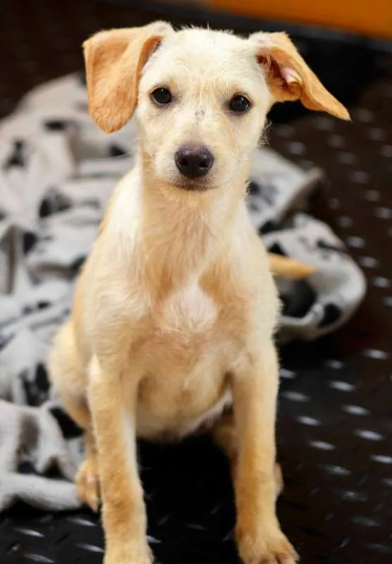 Cachorro ra a  idade 2 a 6 meses nome Kassy Filhote