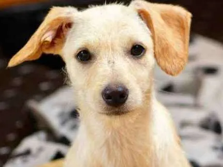Cachorro ra a  idade 2 a 6 meses nome Kassy Filhote