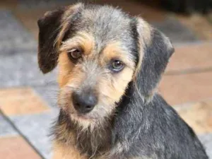 Cachorro raça  idade 2 a 6 meses nome Amora Filhote