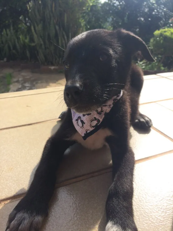 Cachorro ra a SRD idade 2 a 6 meses nome Theo