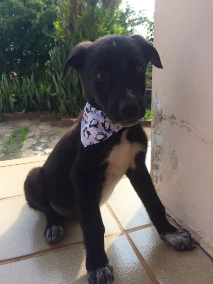 Cachorro ra a SRD idade 2 a 6 meses nome Theo