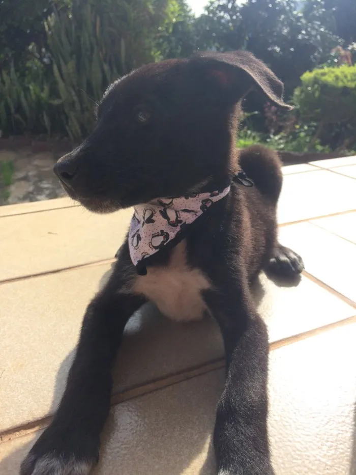 Cachorro ra a SRD idade 2 a 6 meses nome Theo