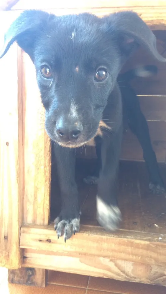 Cachorro ra a SRD idade 2 a 6 meses nome Theo