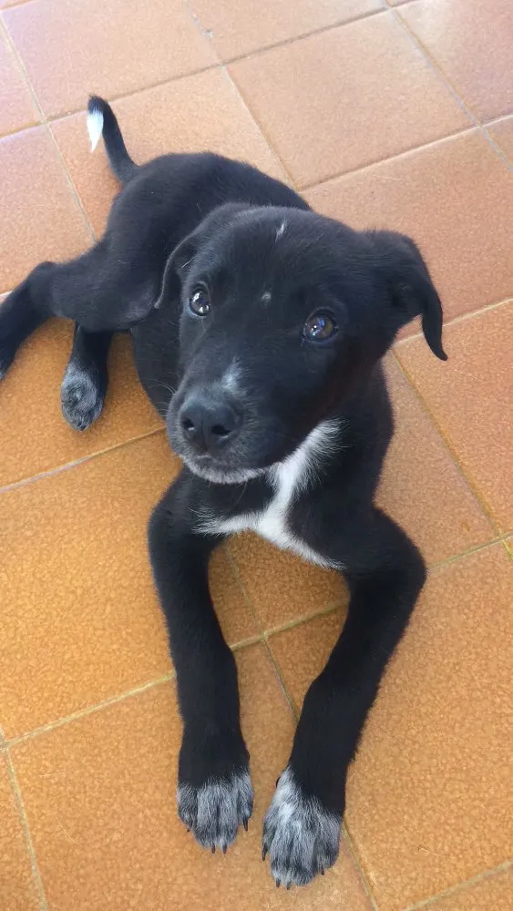 Cachorro ra a SRD idade 2 a 6 meses nome Theo