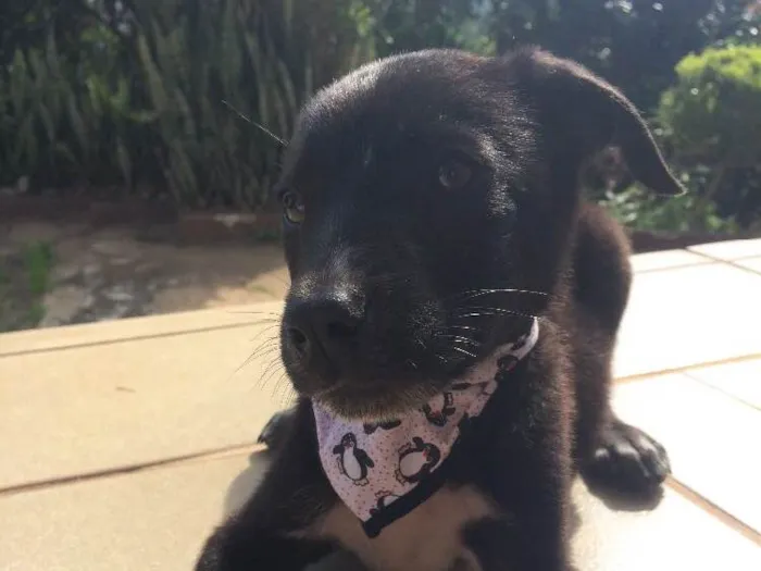 Cachorro ra a SRD idade 2 a 6 meses nome Theo