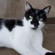 Mi