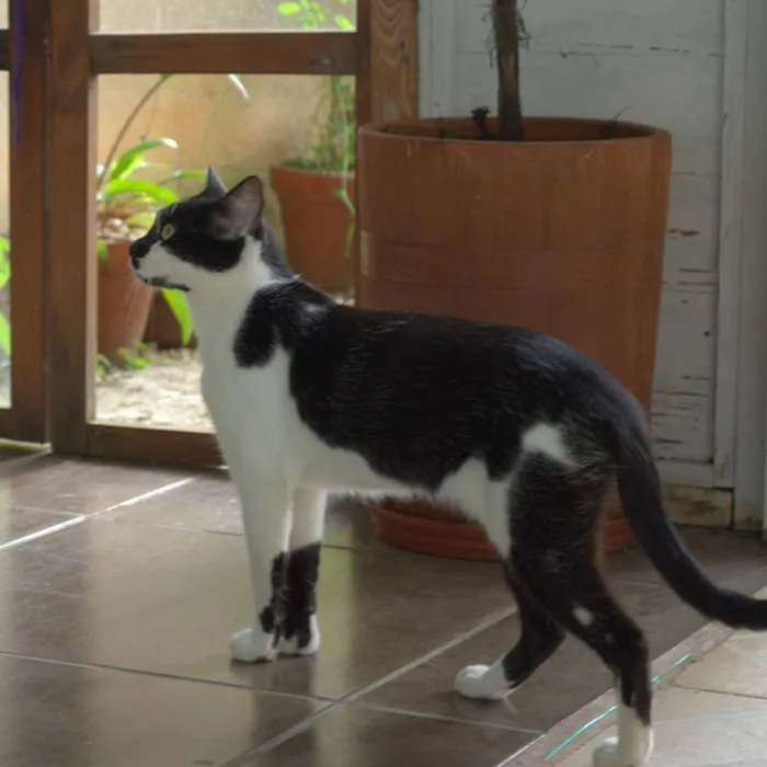 Gato ra a pêlo curto brasileiro idade 1 ano nome Mi