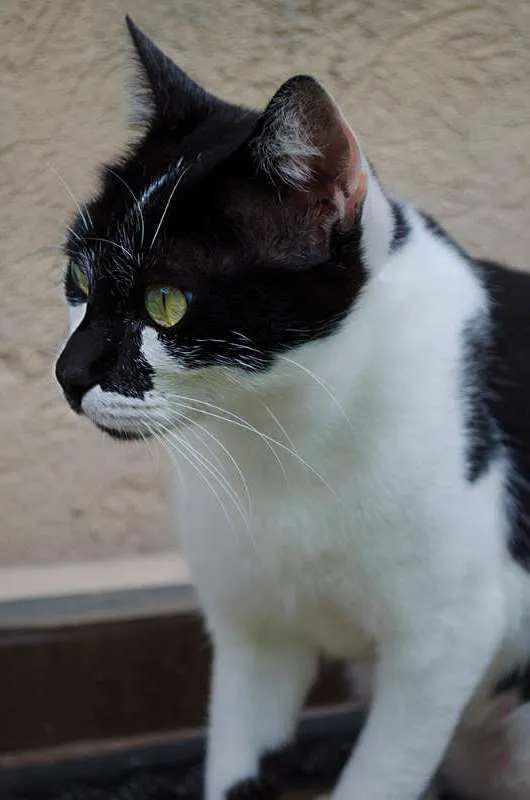 Gato ra a pêlo curto brasileiro idade 1 ano nome Mi
