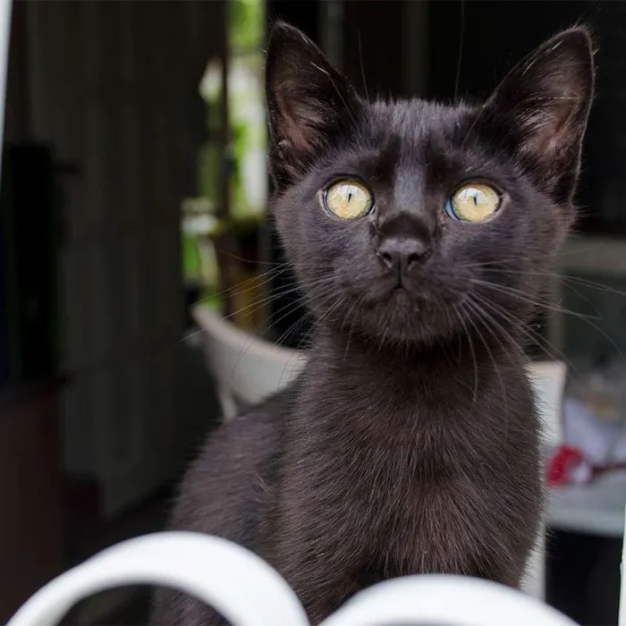 Gato ra a pêlo curto brasileiro idade 2 a 6 meses nome Branan