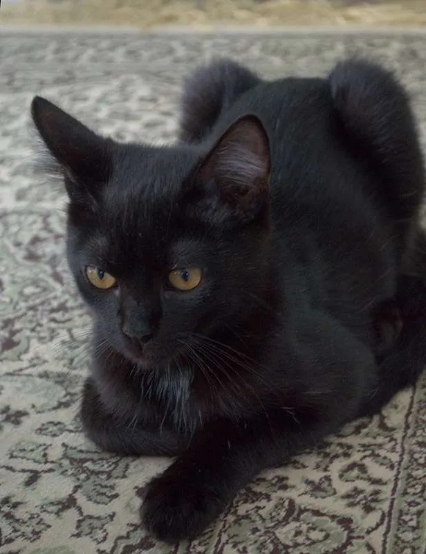 Gato ra a pêlo curto brasileiro idade 2 a 6 meses nome Branan