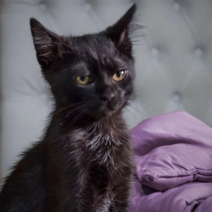Gato ra a pêlo curto brasileiro idade 2 a 6 meses nome Branan