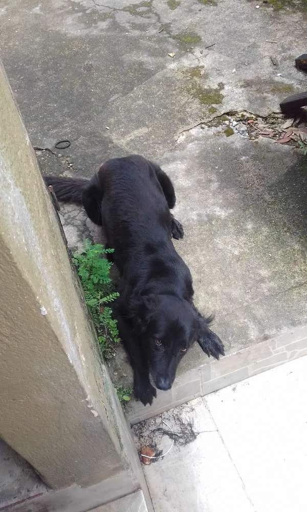 Cachorro ra a Mistura labrador idade 4 anos nome Kiara