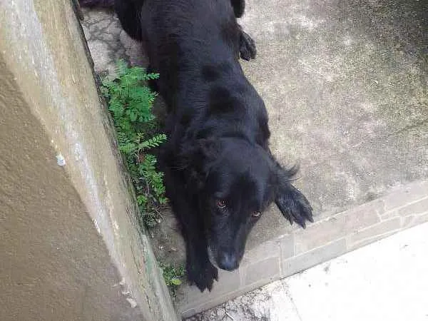 Cachorro ra a Mistura labrador idade 4 anos nome Kiara