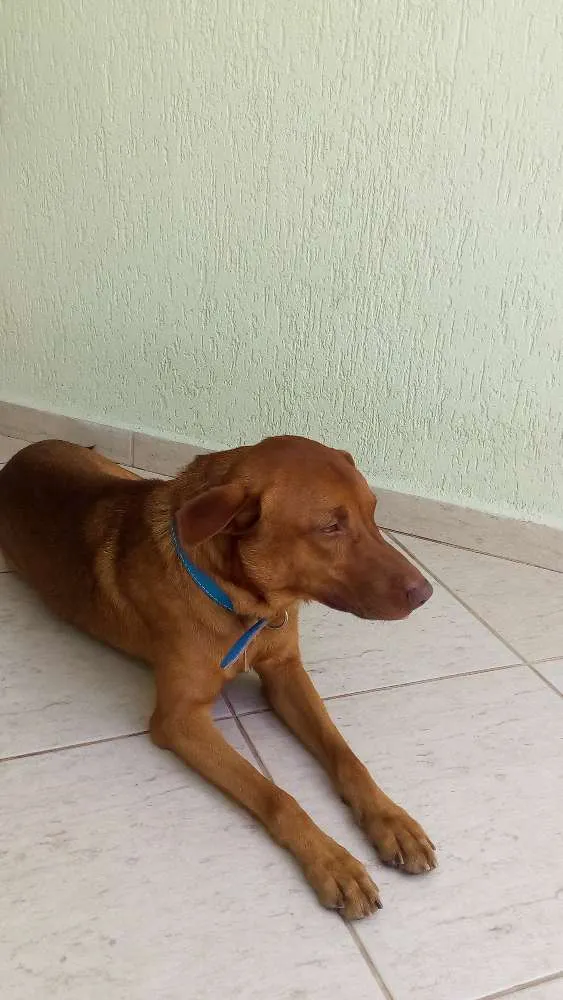 Cachorro ra a Vira lata idade 1 ano nome Xereta