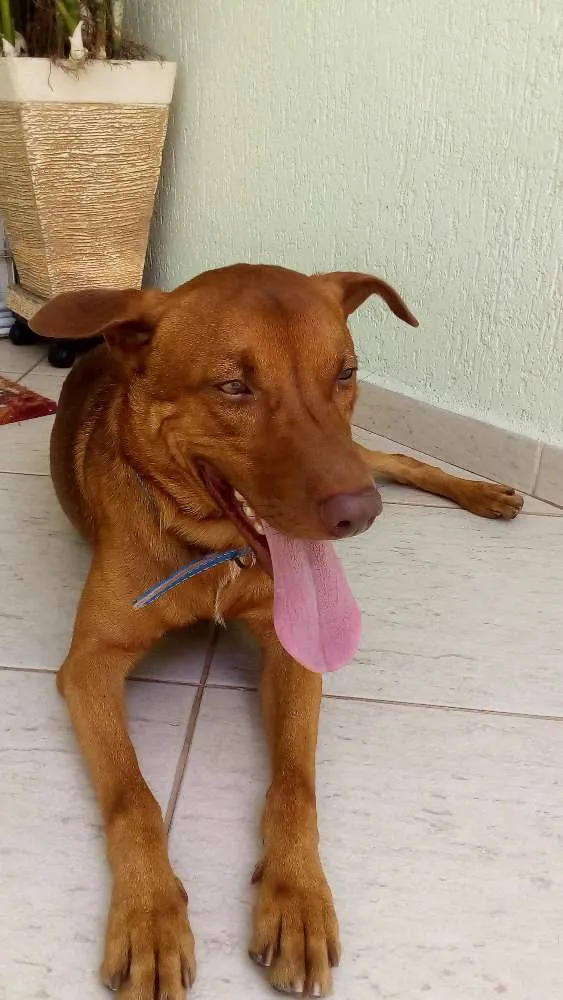 Cachorro ra a Vira lata idade 1 ano nome Xereta