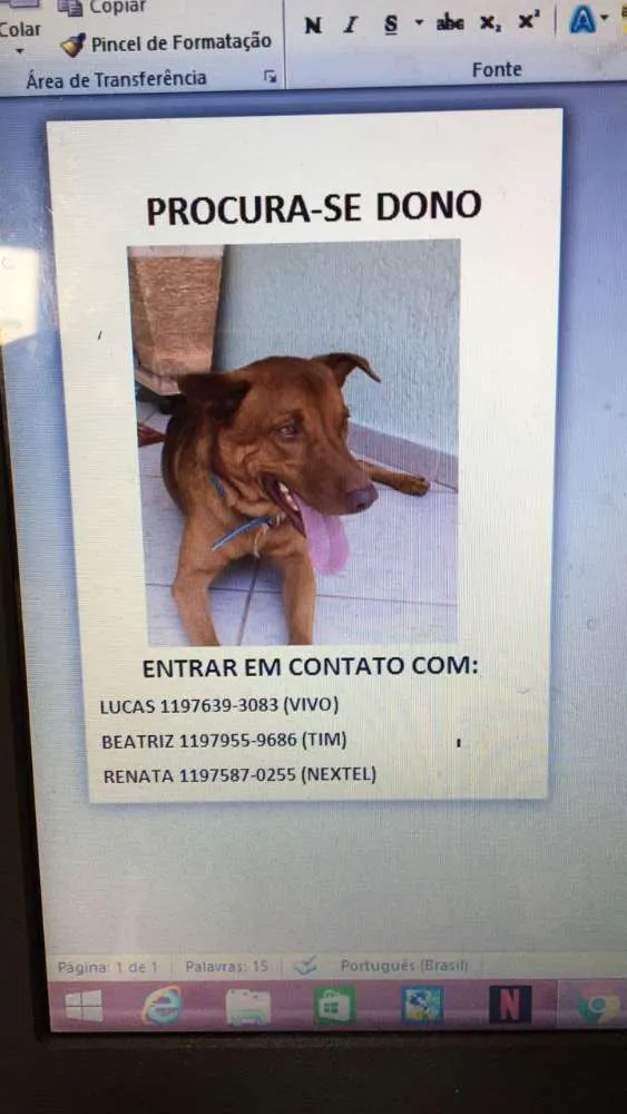 Cachorro ra a Vira lata idade 1 ano nome Xereta