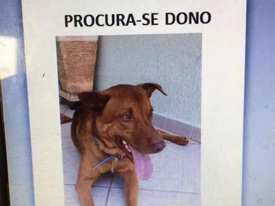 Cachorro ra a Vira lata idade 1 ano nome Xereta