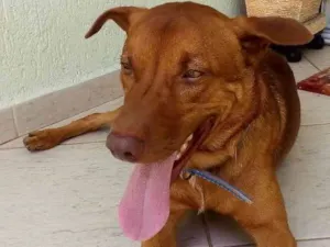 Cachorro raça Vira lata idade 1 ano nome Xereta