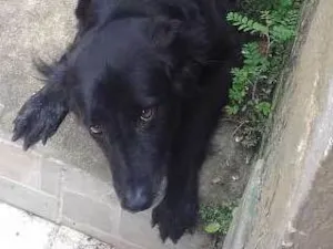Cachorro raça Mistura labrador idade 4 anos nome Kiara