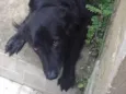 Kiara