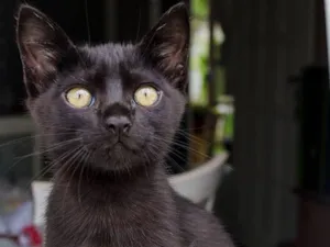 Gato raça pêlo curto brasileiro idade 2 a 6 meses nome Branan