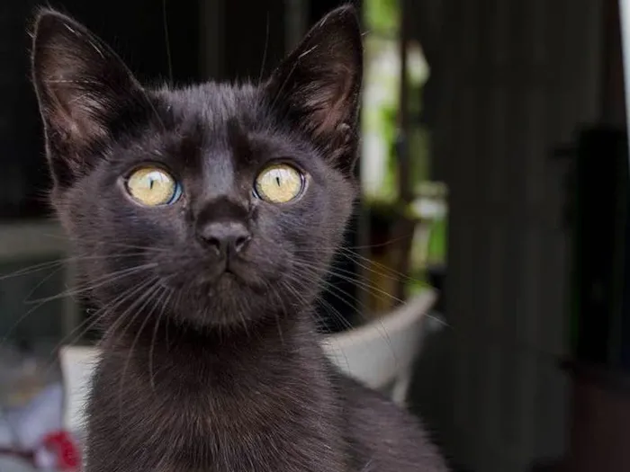 Gato ra a pêlo curto brasileiro idade 2 a 6 meses nome Branan