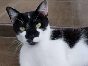 Gato raça pêlo curto brasileiro idade 1 ano nome Mi