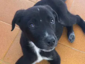 Cachorro raça SRD idade 2 a 6 meses nome Theo
