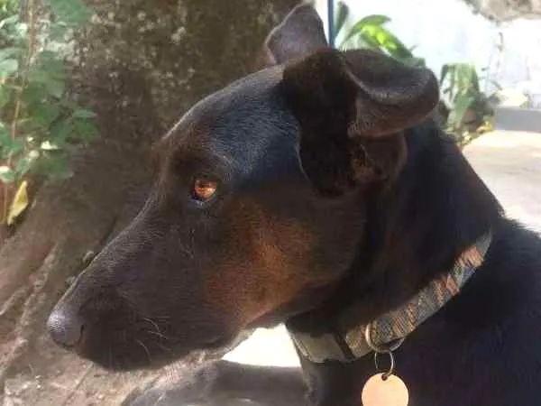 Cachorro ra a srd idade 2 anos nome Tobi
