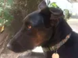 Tobi