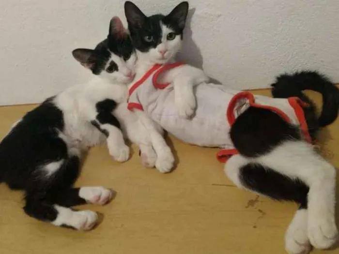 Gato ra a srd idade 2 a 6 meses nome Paula e Paloma