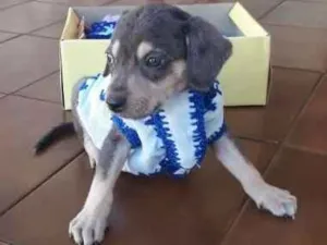Cachorro raça viralatinha idade Abaixo de 2 meses nome ...40dias