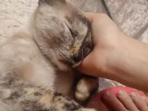 Gato raça SRD idade 2 a 6 meses nome Desconhecido