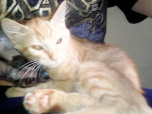 Gato raça Sem Raça Definida idade 2 a 6 meses nome Thor