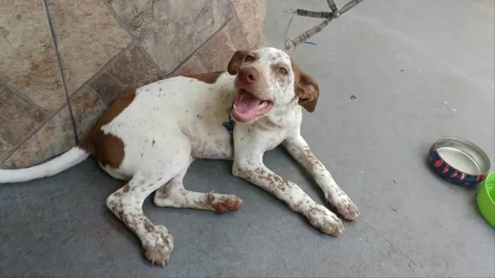 Cachorro ra a SRD idade 2 a 6 meses nome scooby