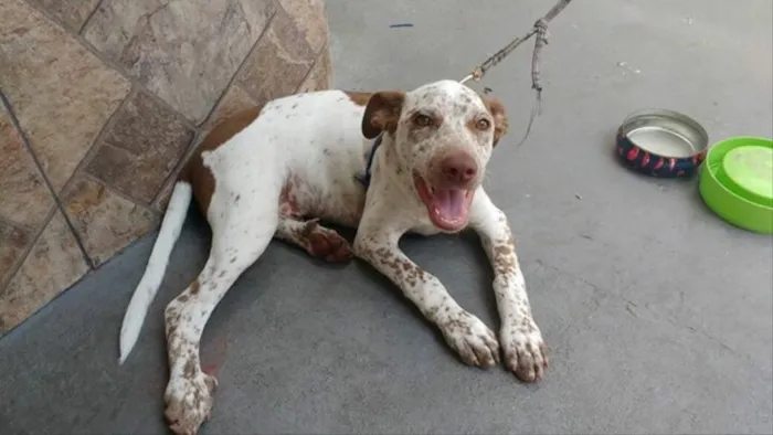 Cachorro ra a SRD idade 2 a 6 meses nome scooby