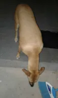 Clarinha